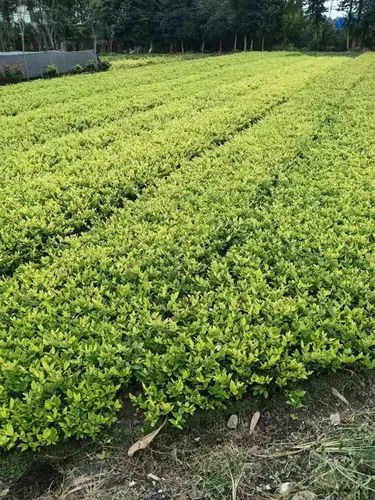 球场都用什么网球拍打好